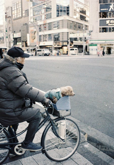 A person wearing a dark coat, gloves, and a black beanie is riding a bicycle along a city street, with a small, light-colored dog sitting in a front bicycle basket. The dog is wearing a blue harness or jacket. In the background, there is a busy urban scene with multi-storey commercial buildings featuring windows and signage, and a street with moving vehicles and parked cars. The pavement is visible in the foreground, and the cyclist appears to be approaching an intersection or crossing area. The scene is well-lit with natural daytime lighting. This image depicts urban transportation and the use of bicycles for commuting or errands, reflecting city living and outdoor activities, which can relate to home or office relocations involving planning and local transport options. The movement and environment suggest a typical city environment suitable for services like house or office removals, such as those offered by [COMPANY_NAME].